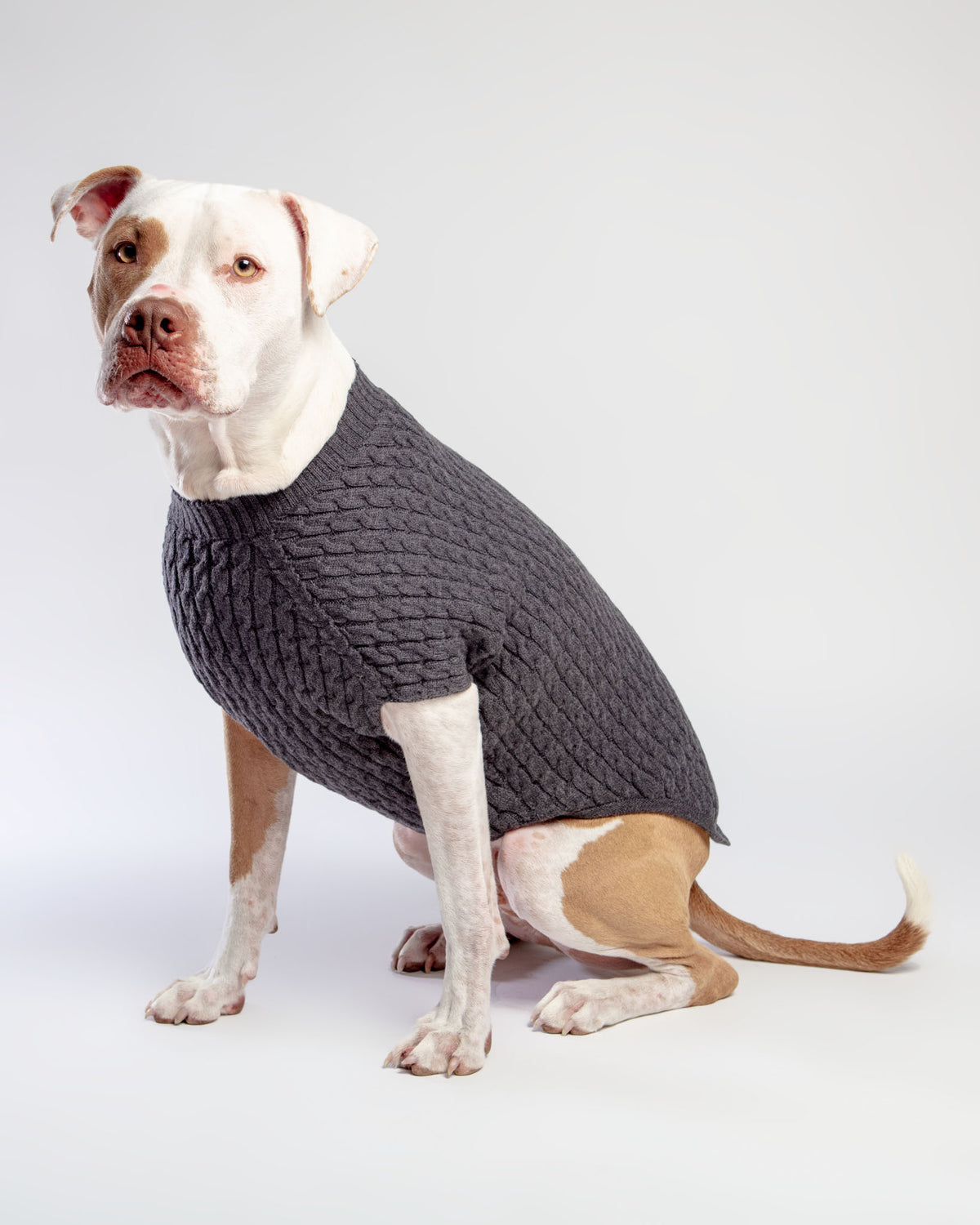 merino dog sweater