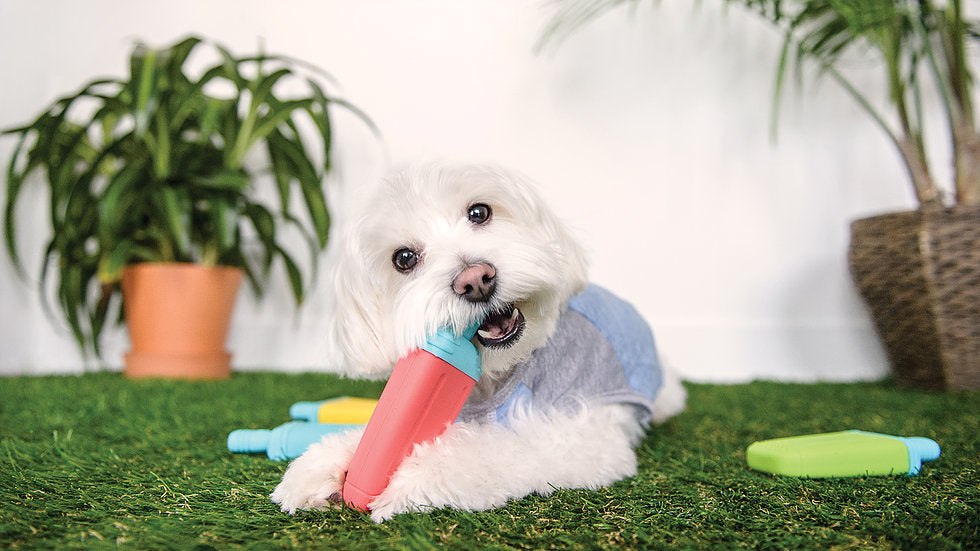 dog popsicle toy