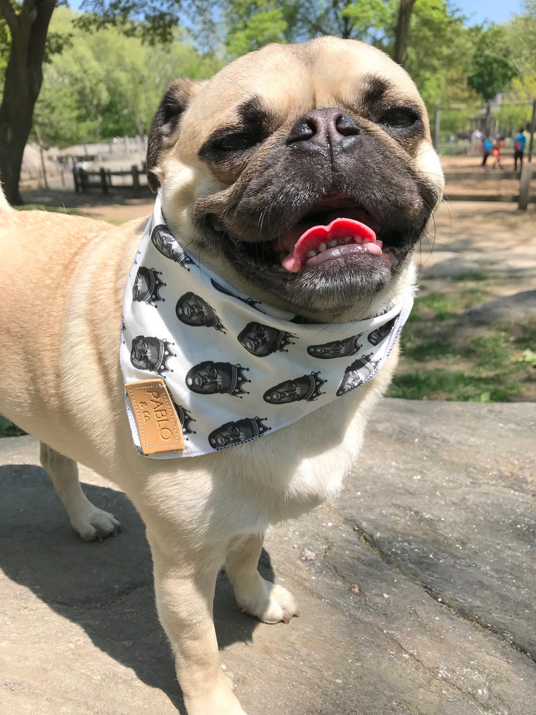 PABLO \u0026 CO. | Biggie Bandana | DOG \u0026 CO.