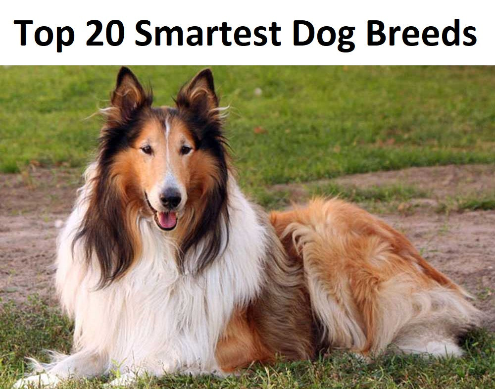 top 20 smartest dogs