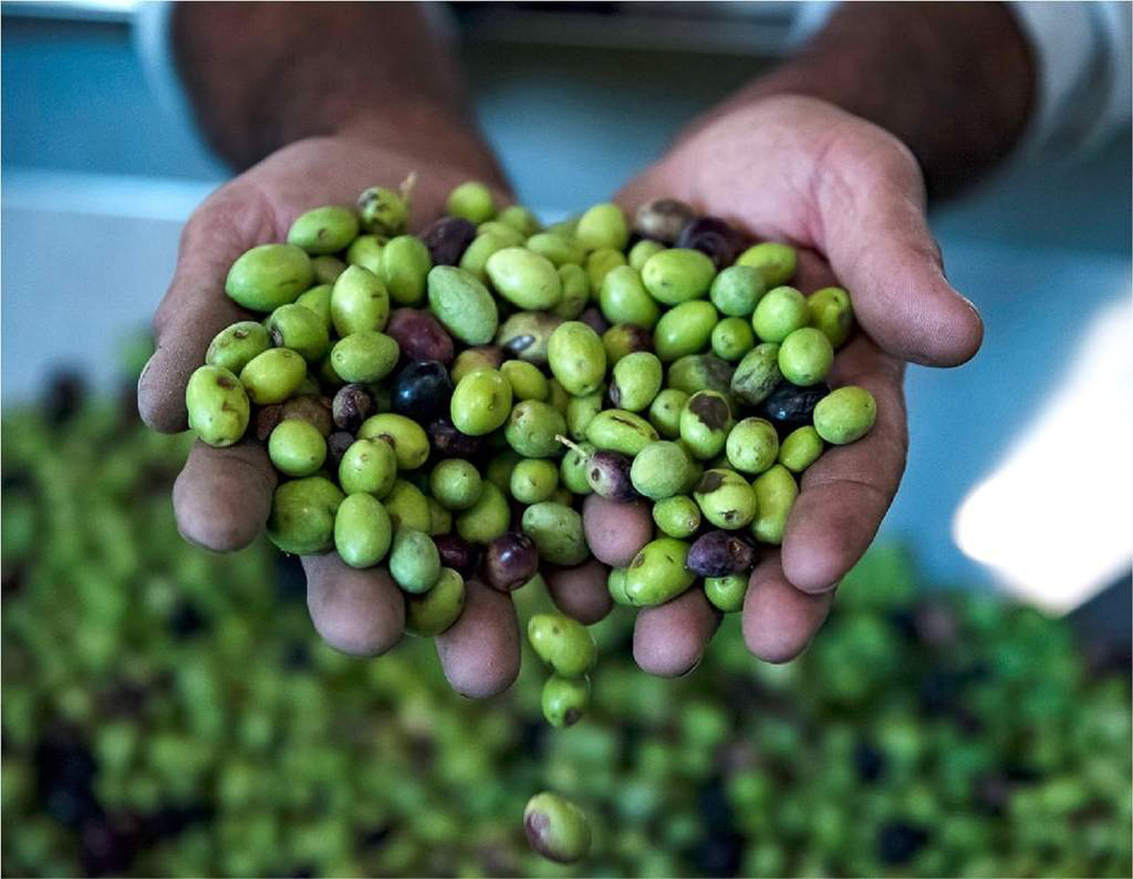 Tasting Extra Virgin Olive Oil - Fresh Organic Olive Harvest