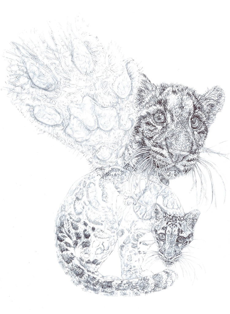 Clouded Leopard 2015 Biro drawing