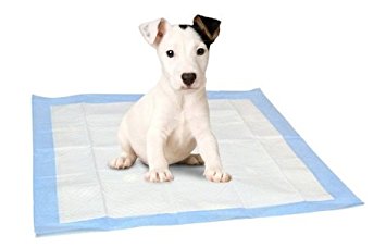A puppy is sitting on a puppy pee pad