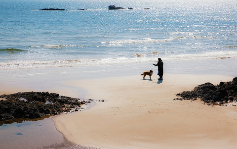 beach dog training