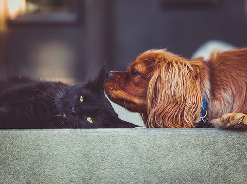 A cat and a dog are playing