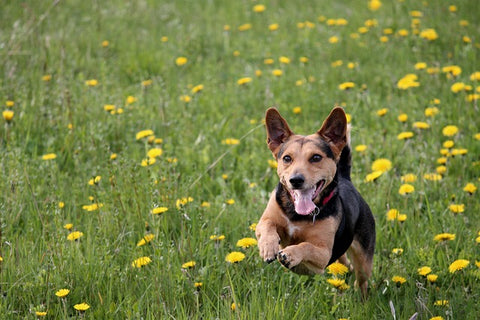dog running in a field dog leash 