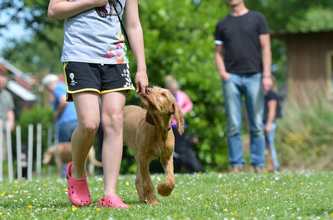 Reward system while leash walking 