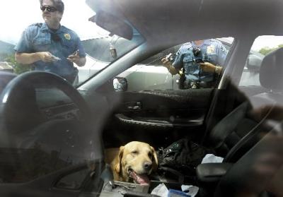 dog sitting inside a hot car