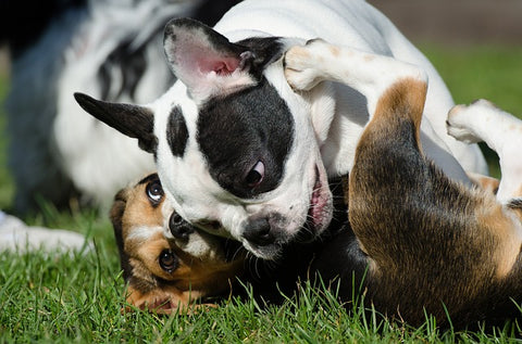 french bulldog puppies on the grass