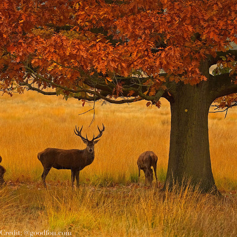 Richmond Park, London