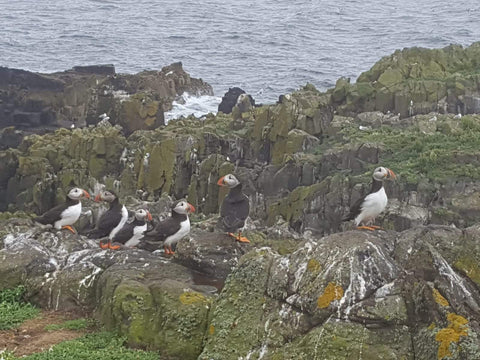 Puffins on Isle of May, Scotland