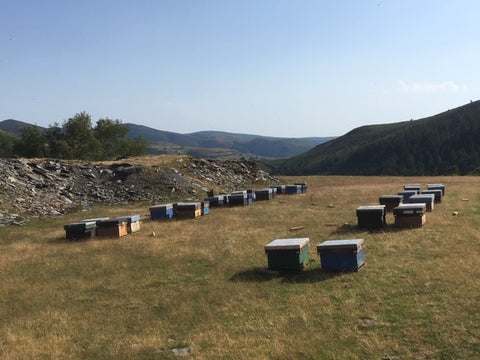 Bee hives on heather moors