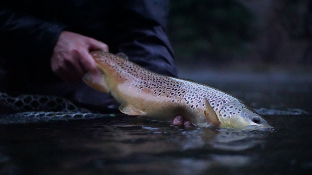 Brown Trout Fly Fishing 