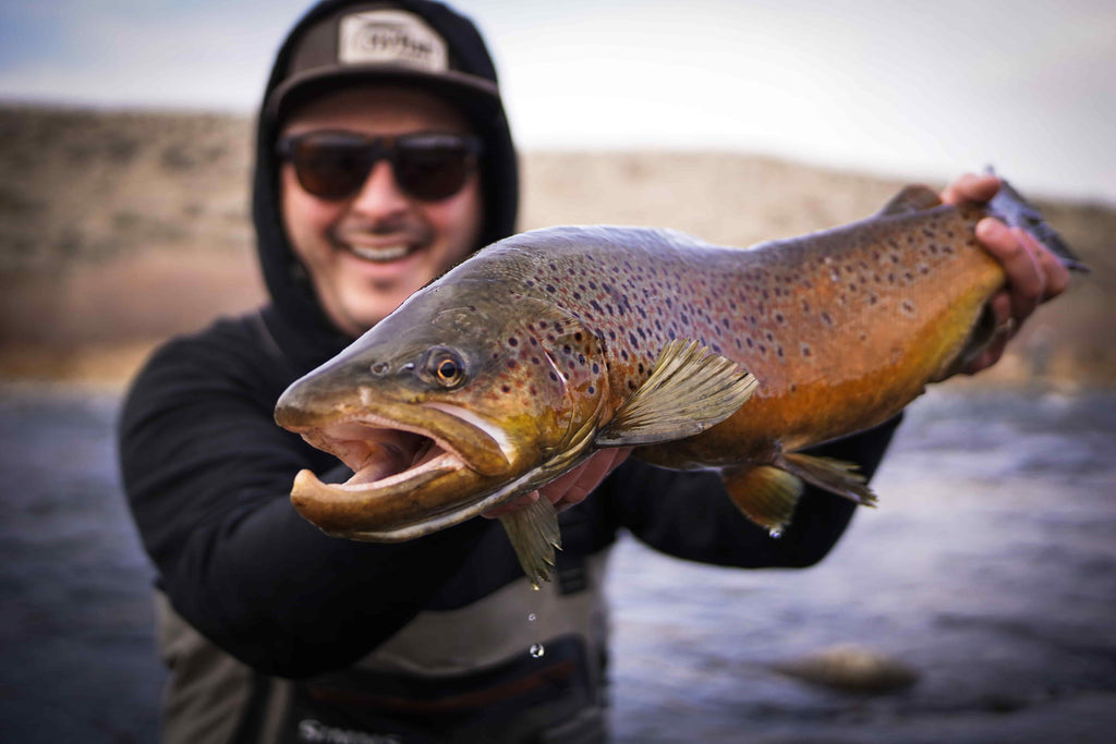 Big brown trout