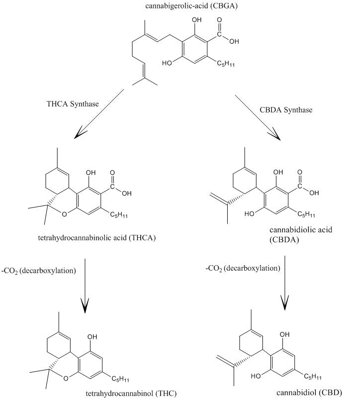 Taura, F., Sirikantaramas, S., Shoyama, Y., Yoshikai, K., Shoyama, Y., Morimoto, S. (2007). “Cannabidiolic-acid synthase, the chemotype-determining enzyme in the fiber-type Cannabis sativa”. FEBS Letters 581 (16): 2929–2934. doi:10.1016/j.febslet.2007.05.043 (wikipedia)