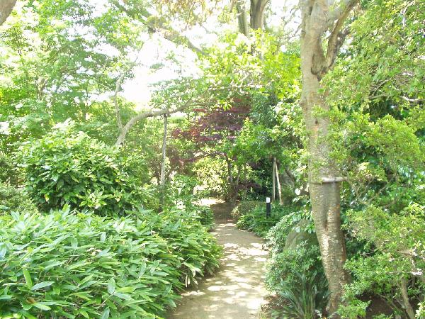 trees and plants along the path