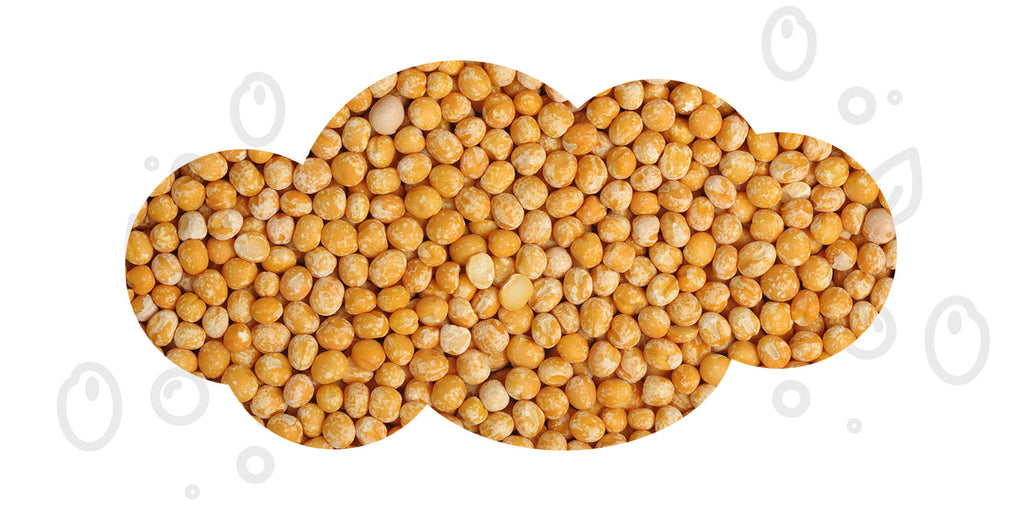 yellow peas pea protein