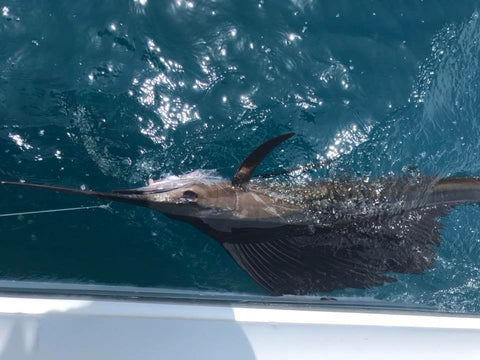 Sailfish