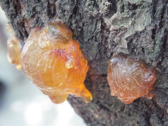 what is amber fossilized conifer resin