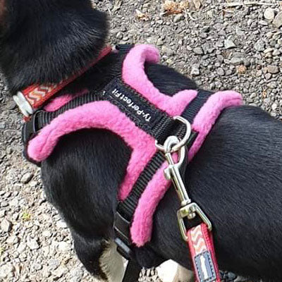 Tiny PerfectFit Complete Harness 1-4 for Adult Chihuahuas 28-36cm Chest 9 COLOURS Chihuahua Clothes and Accessories at My Chi and Me