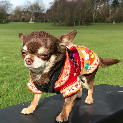 Size 3 Hand Embroidered Peruvian Dog Jumper Deep Red, Peach and Burnt Orange 26cm