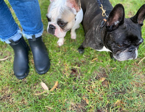 women in merry people black boots with two french bulldogs, in the park