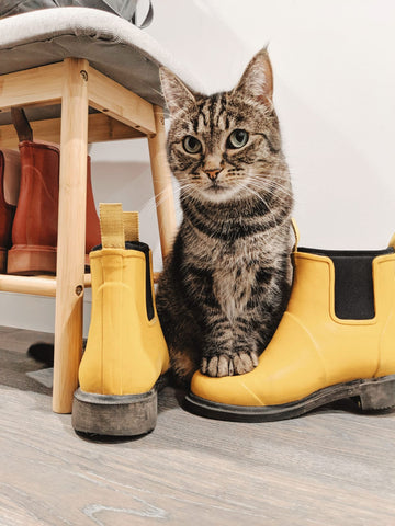 Pebbles the Cat and her Merry People boots
