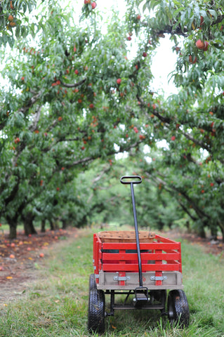 At the Chile's orchard with Millie Lottie