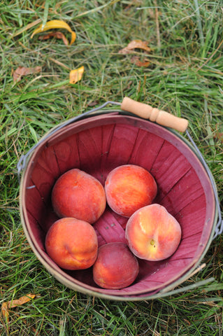 Peach picking at Chile's Orchard