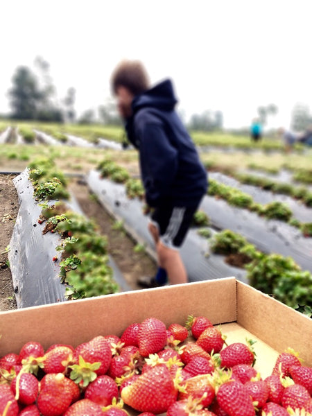 Branch picking strawberries at Swanton Berry Farms for our preserves