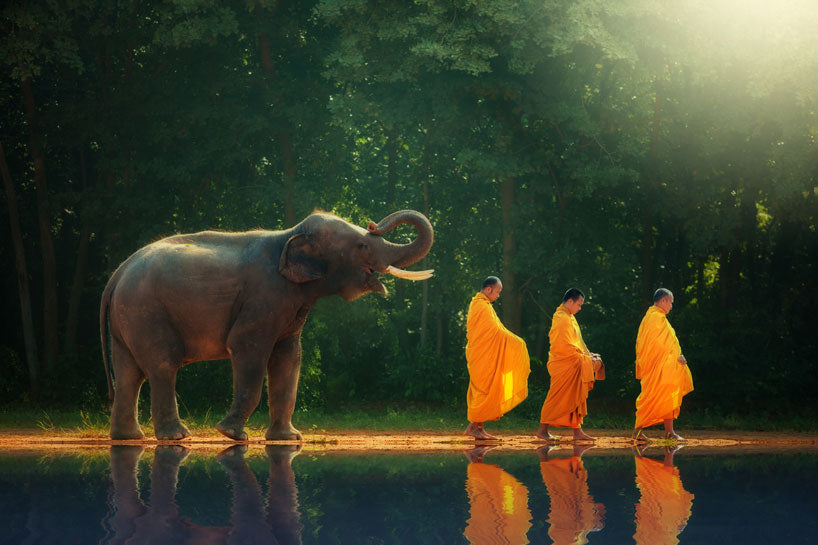 Elephant Symbolism and Elephant Spiritual Meaning – 7 Chakra Store