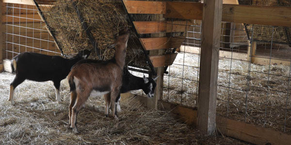 goat to goat milk soap