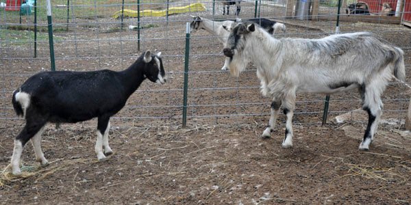 goat to goat milk soap