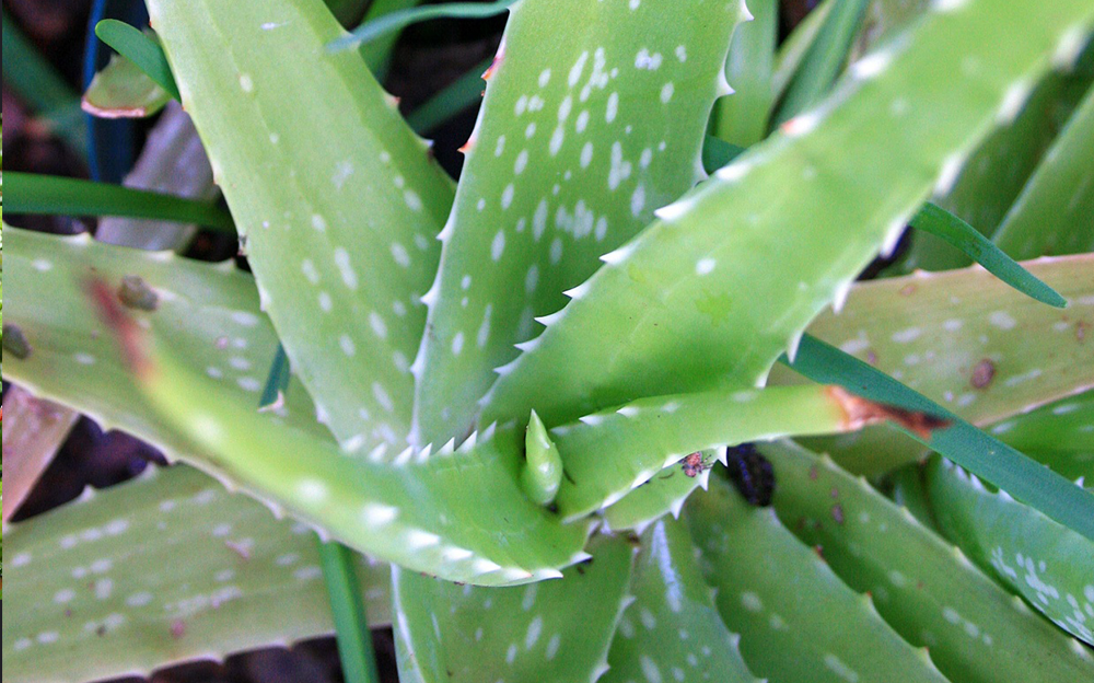Aloe Vera Plant plants houseplants succulents Des Moines Iowa Art Terrarium Urban Jungle Blog