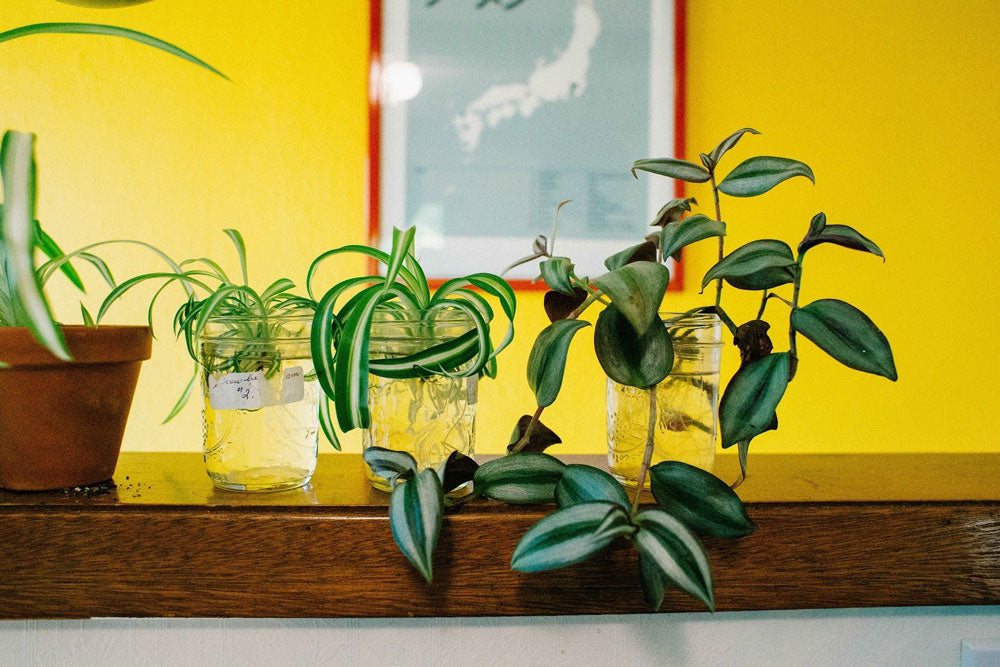 Propagated plants growing in glass jars