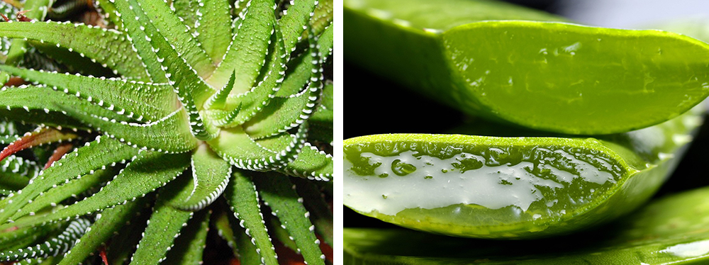 Aloe vera medicinal plant healing benefits care succulents cacti houseplants Des Moines Iowa