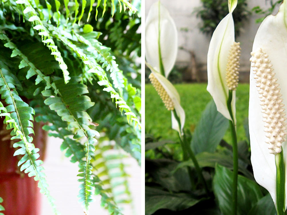 Boston Fern and a Peace Lily