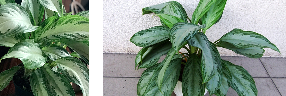 chinese evergreen plant houseplant low light