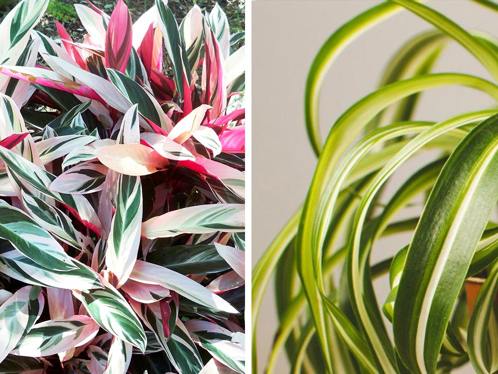 Spider Plant, Stromanthe Triostar