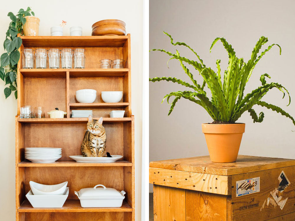 Birds Nest Fern, Cat, Houseplants