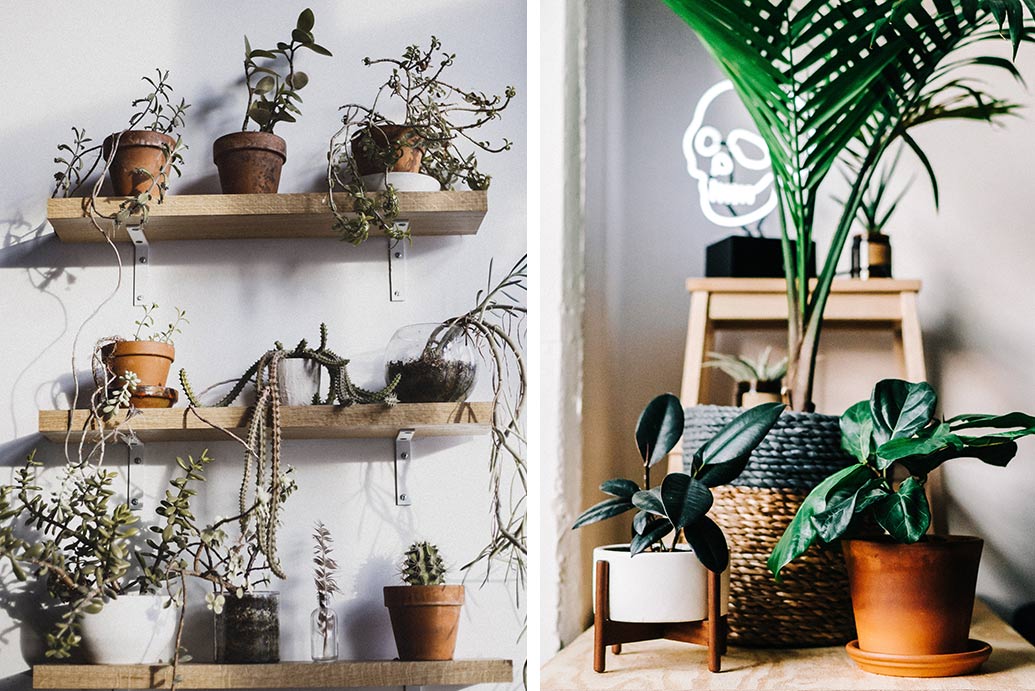 indoor potted plants on wooden shelves