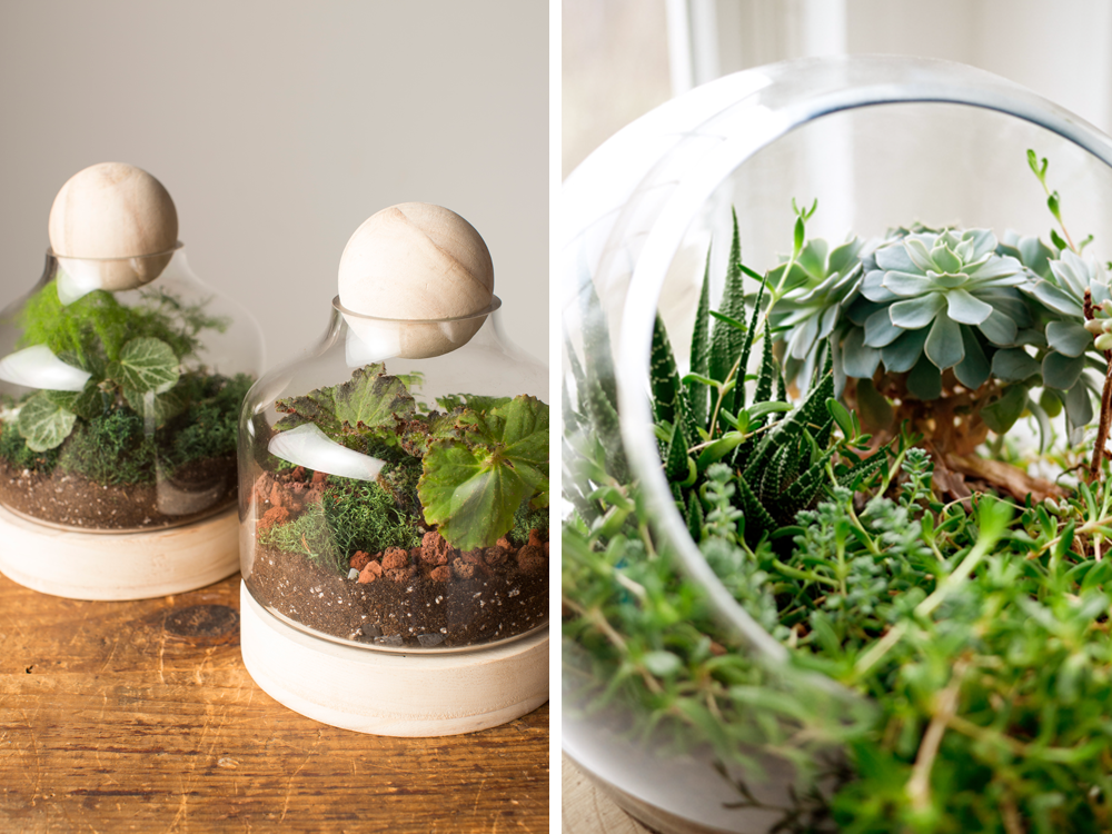 Art Terrarium Design & Plant Care