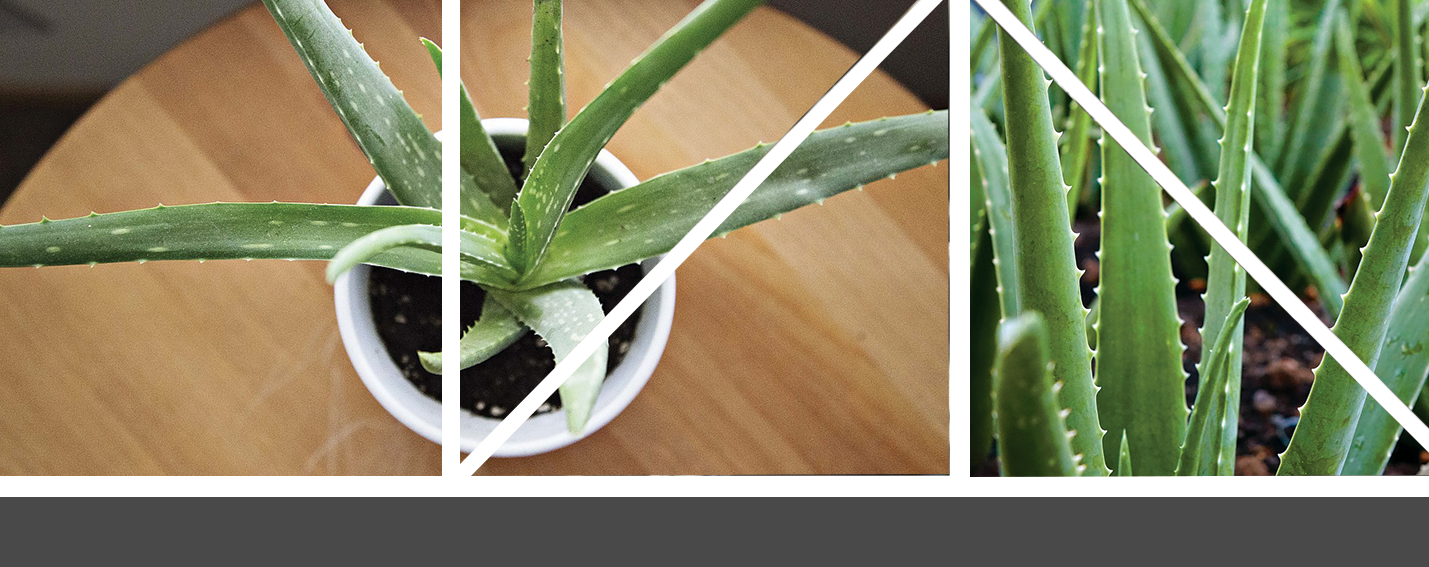 Aloe Vera Article Header Blog 