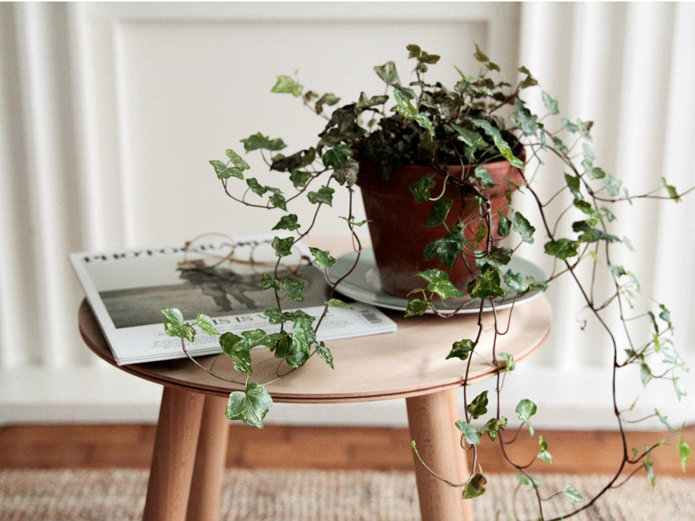 English Ivy plant on a table