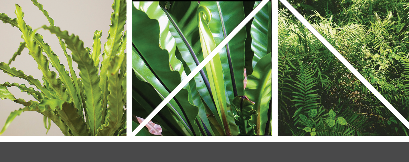 Ferns history and care plants Art Terrarium