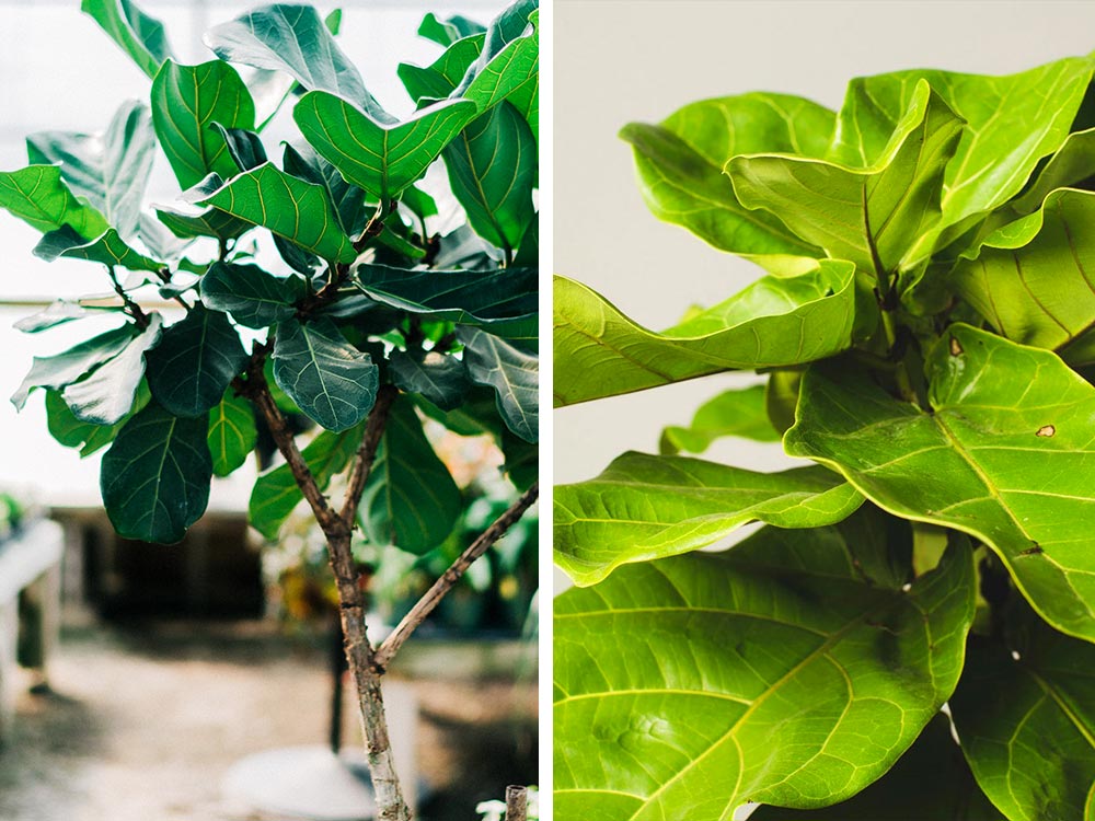 Fiddle Leaf Fig Houseplant