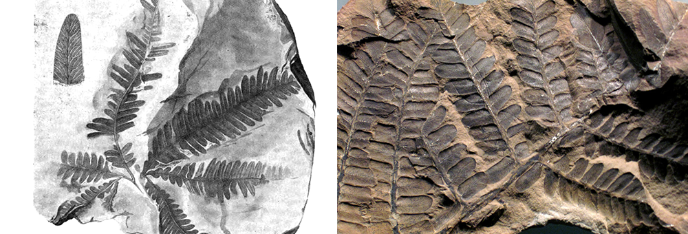 Fossils in Rock of Ferns