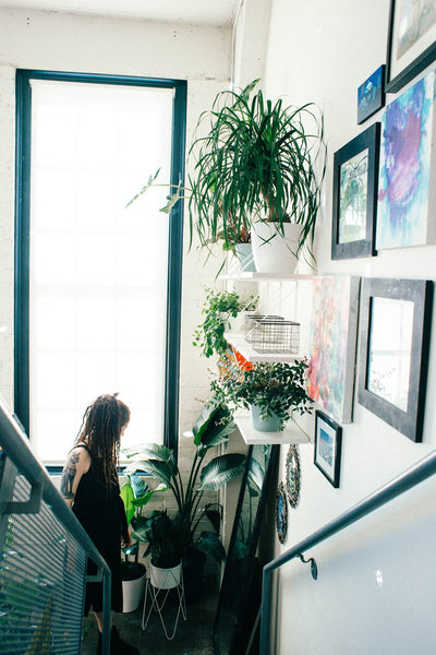 Ponytail palm by the window