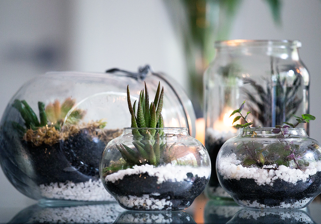 Glass Terrariums