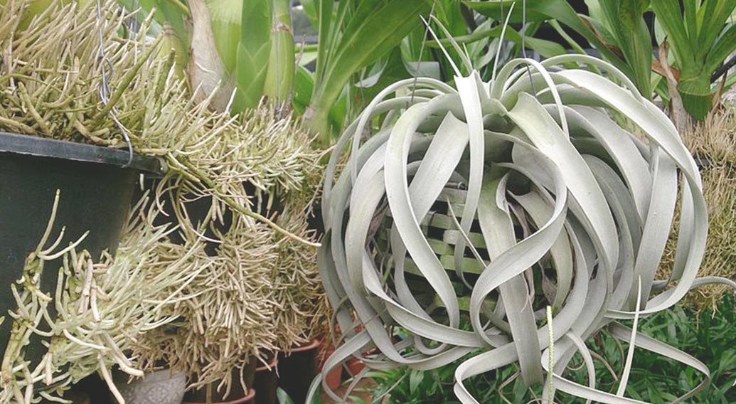 xerographica hanging next to other air plants